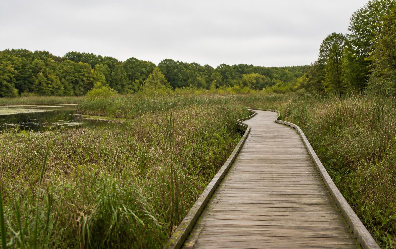 A boardwalk crossing a wetland preserve, curving toward open water and woodland beyond.